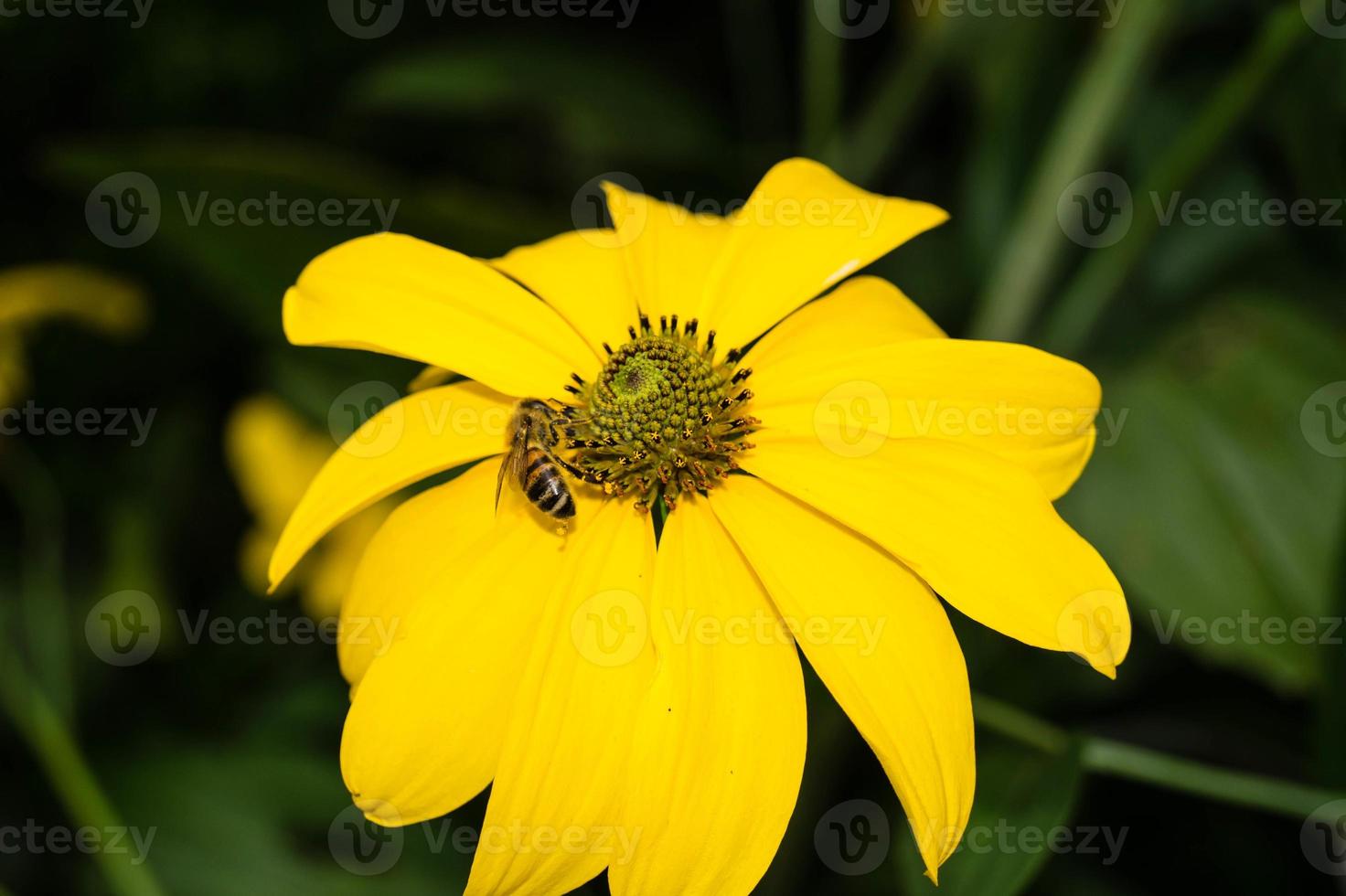 les insectes récoltent le pollen dans le jardin photo