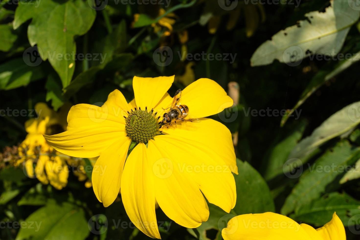 les insectes récoltent le pollen dans le jardin photo