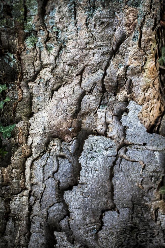 tronc d'écorce de bois d'arbre naturel photo