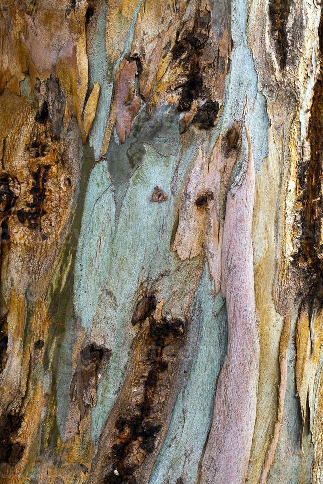 tronc d'écorce de bois d'arbre naturel photo