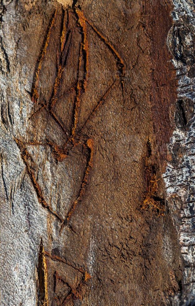 tronc d'écorce de bois d'arbre naturel photo