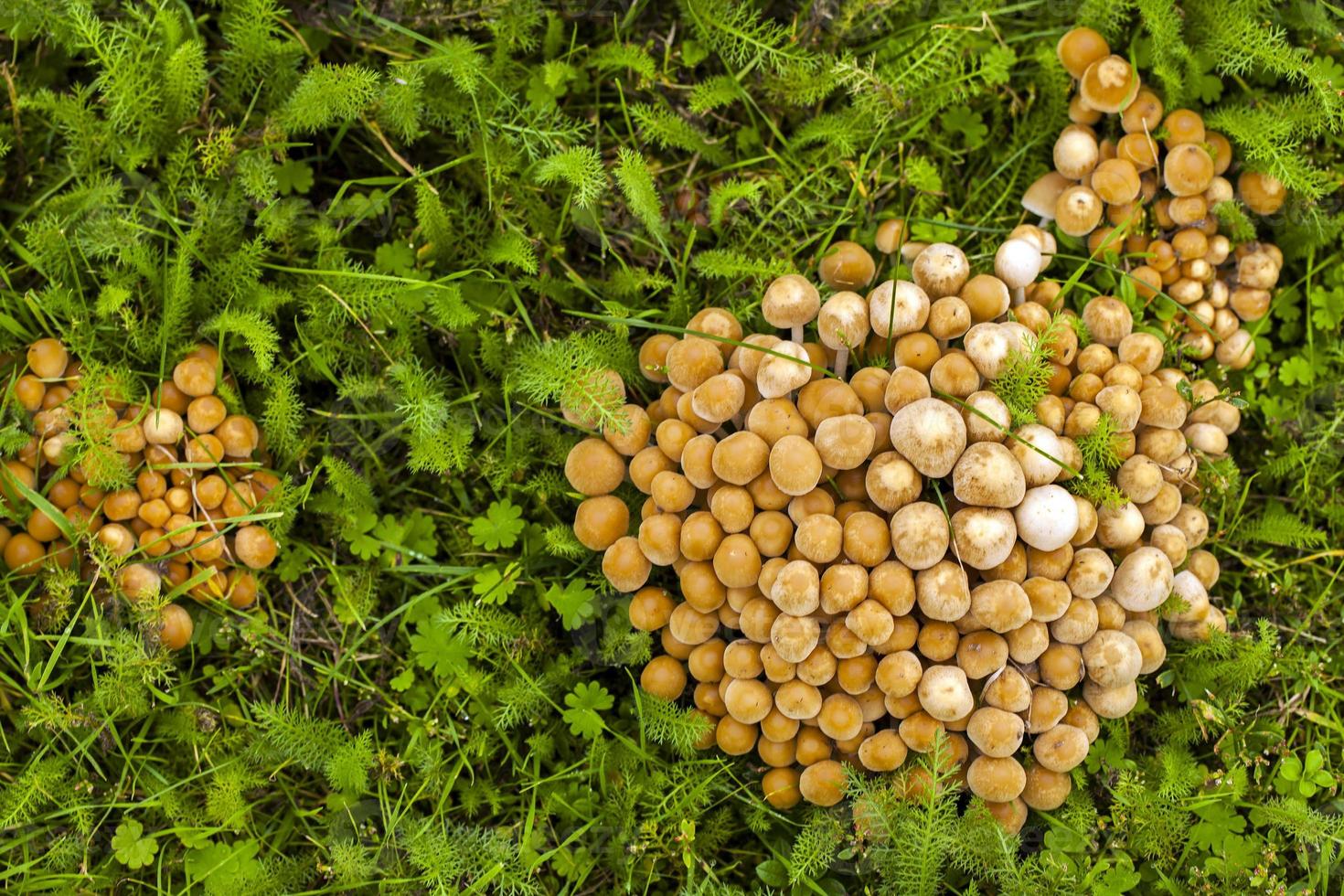 champignon champignon naturel dans la nature verte photo