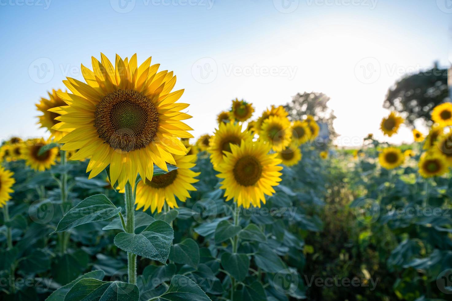 prairie de tournesols au coucher du soleil d'été photo