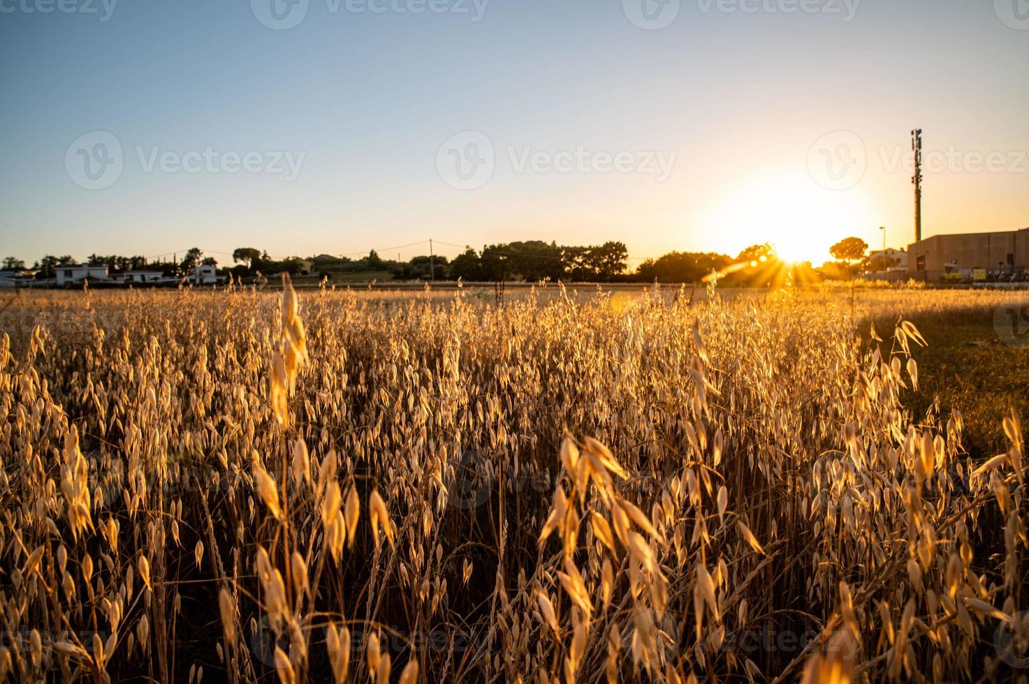 herbe de fossé au coucher du soleil d'une couleur orange photo