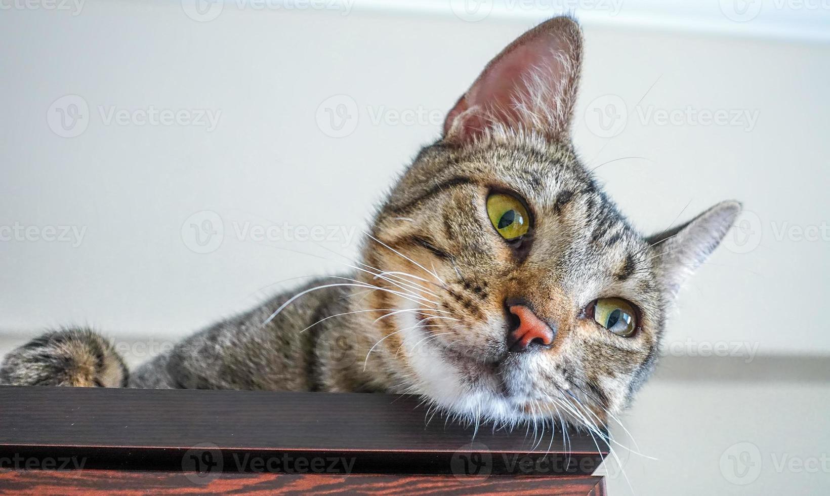 doux animal de compagnie chat photo