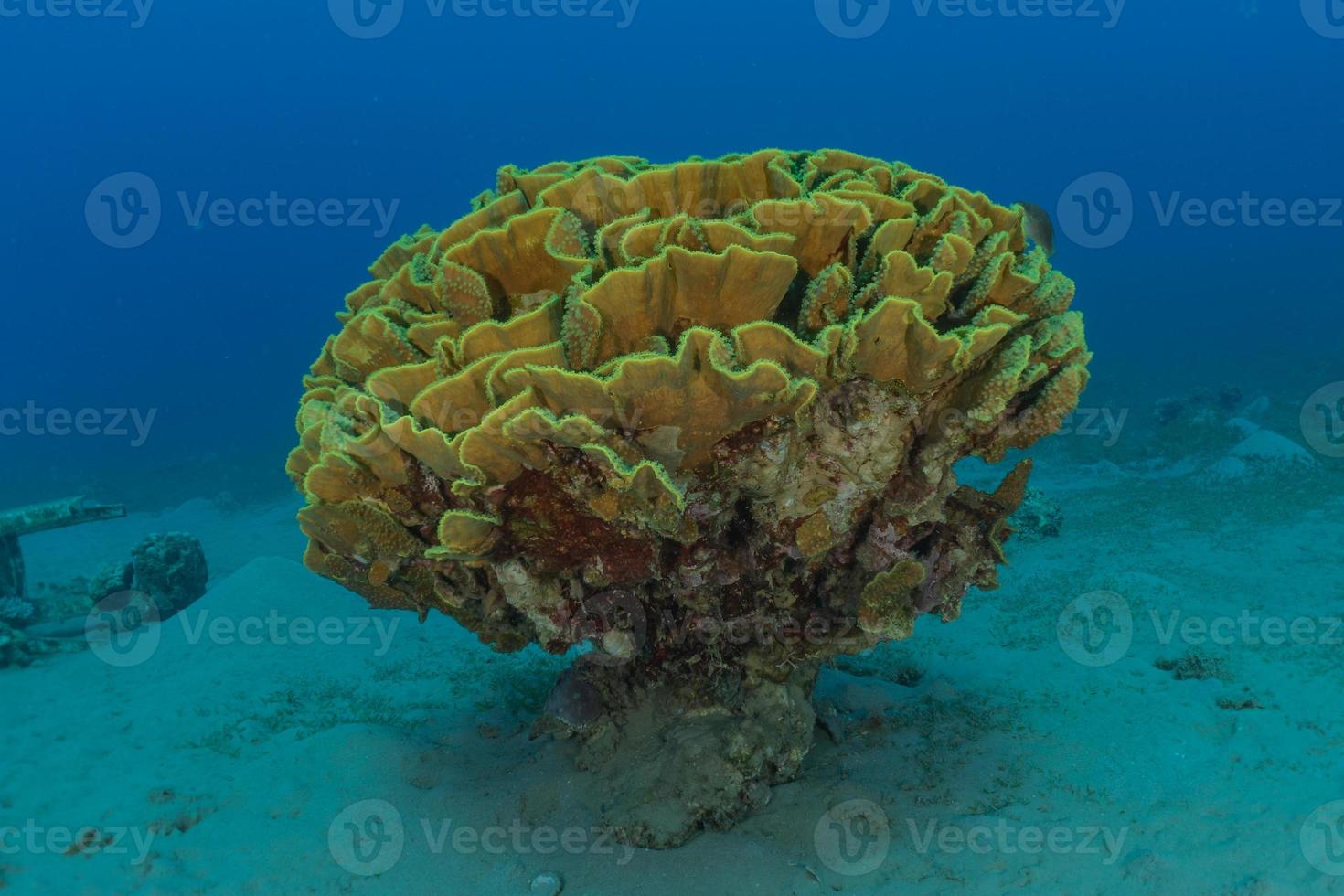 récif de corail et plantes aquatiques dans la mer rouge, eilat israël photo