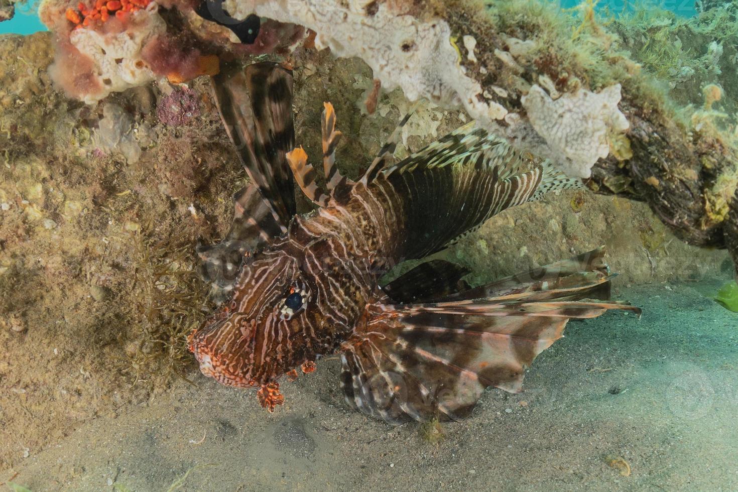 poisson-lion dans les poissons colorés de la mer rouge, eilat israël photo