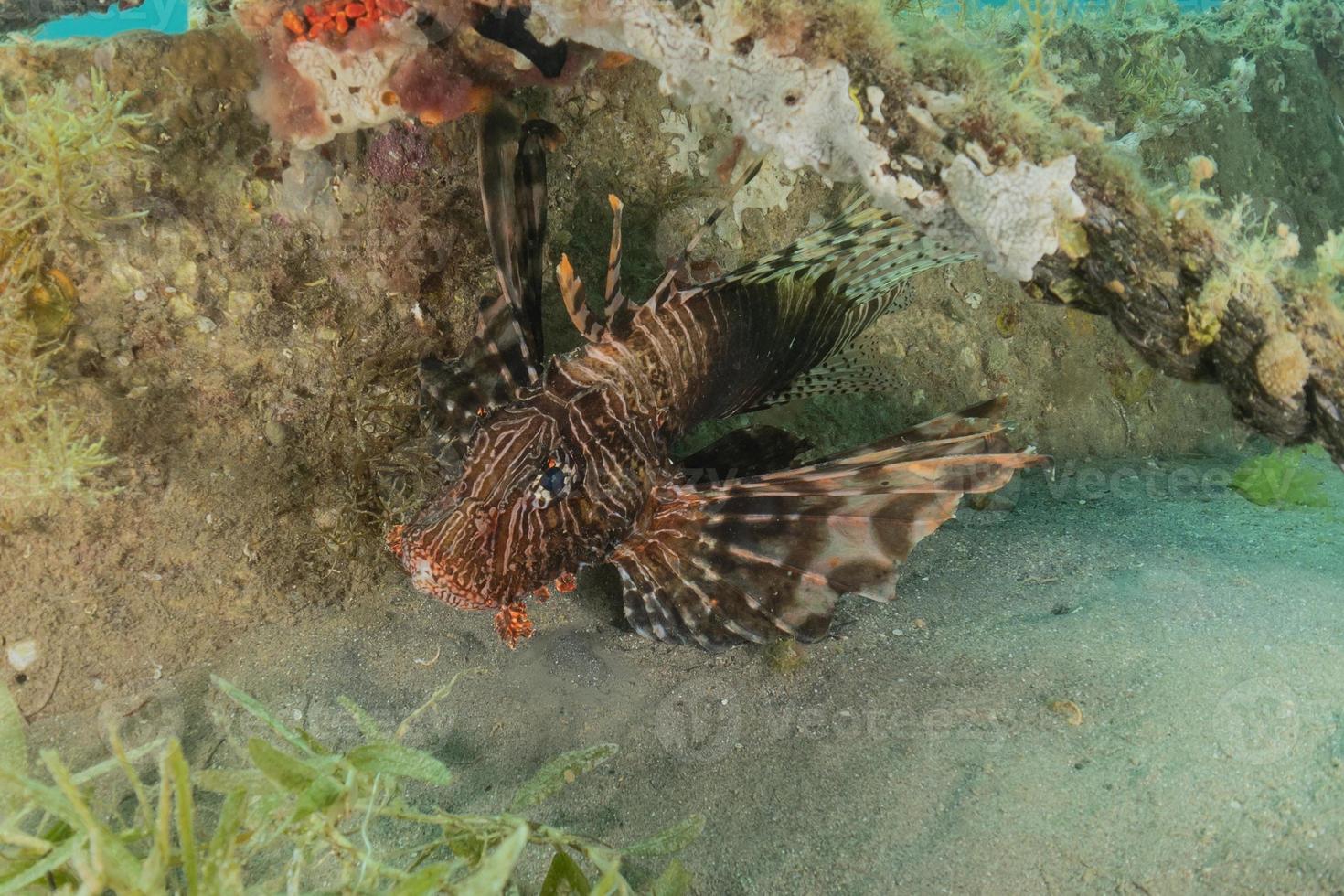 poisson-lion dans les poissons colorés de la mer rouge, eilat israël photo