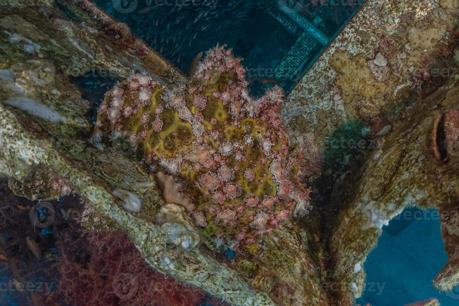 les poissons nagent dans la mer rouge, poissons colorés, eilat israël photo