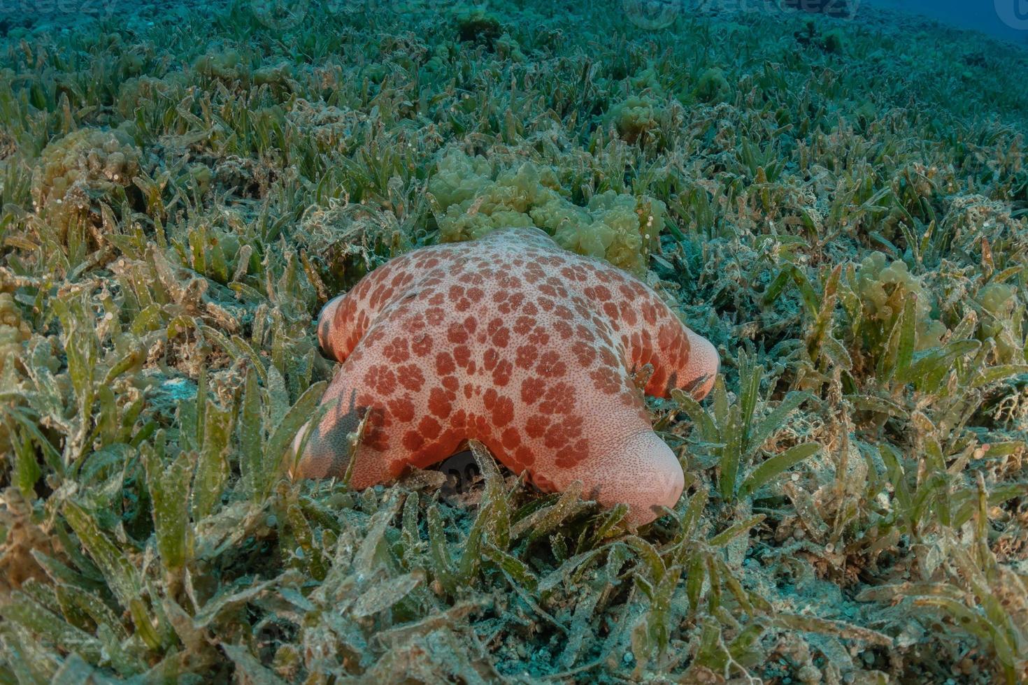 étoile de mer sur les fonds marins de la mer rouge, eilat israël photo