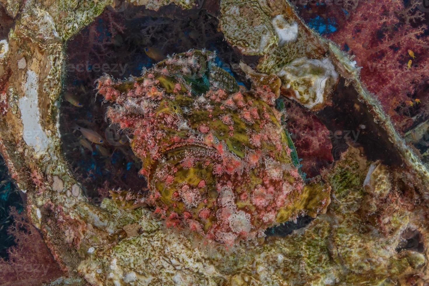 les poissons nagent dans la mer rouge, poissons colorés, eilat israël photo