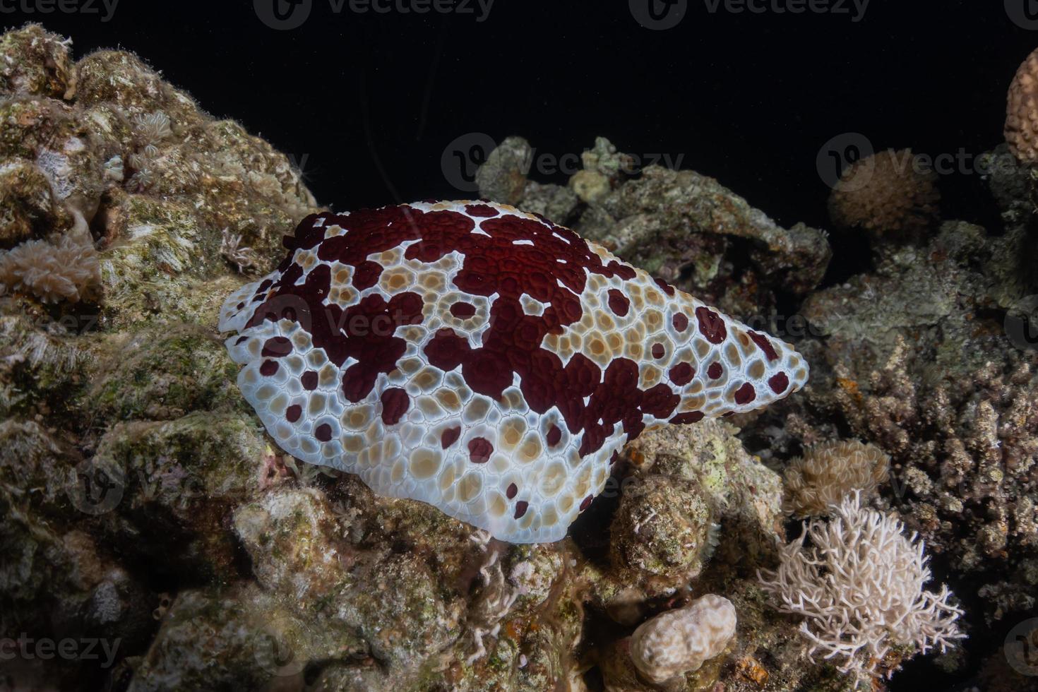 limace de mer dans la mer rouge colorée et belle, eilat israël photo