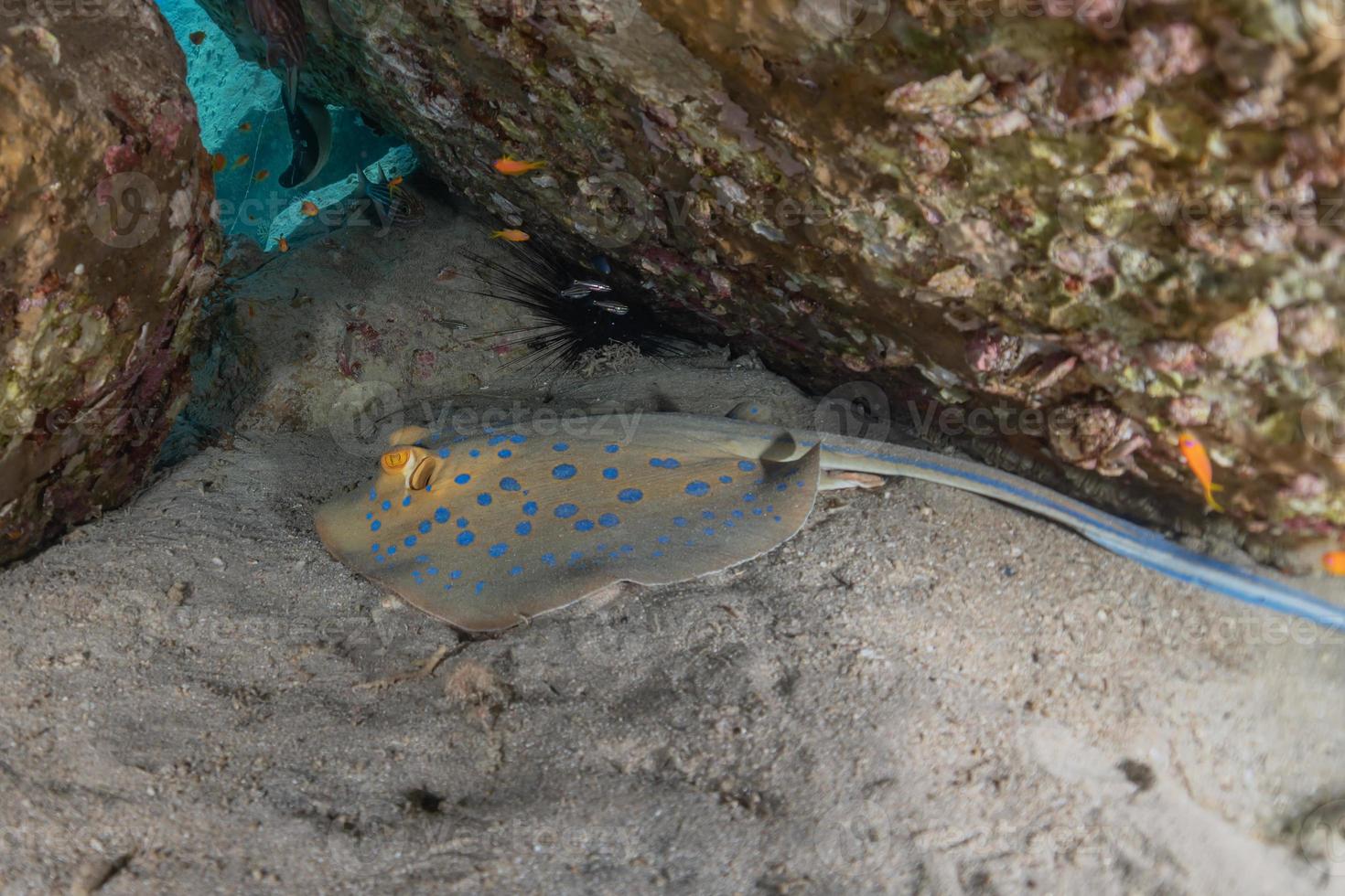 Stingray à points bleus sur les fonds marins de la mer rouge photo