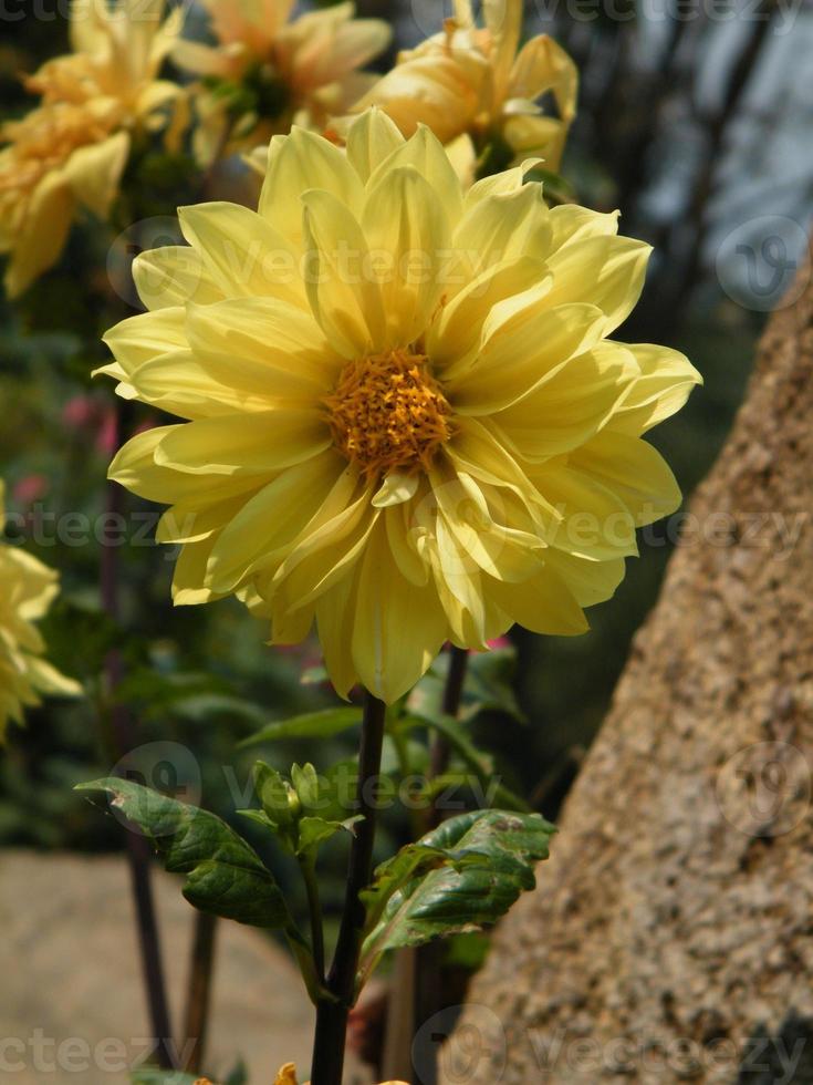 fleurs dans le jardin botanique des Indes, colorées et belles photo