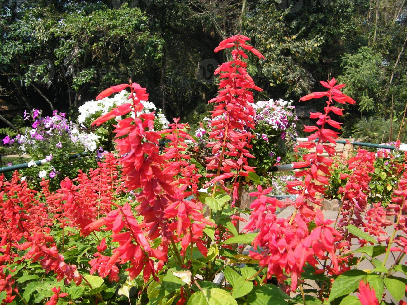fleurs dans le jardin botanique des Indes, colorées et belles photo