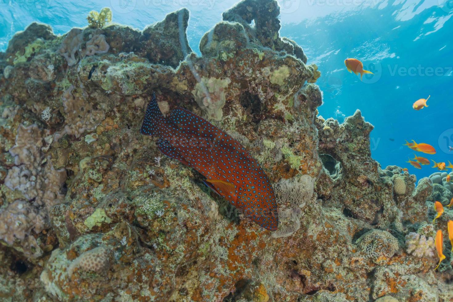 les poissons nagent dans la mer rouge, poissons colorés, eilat israël photo