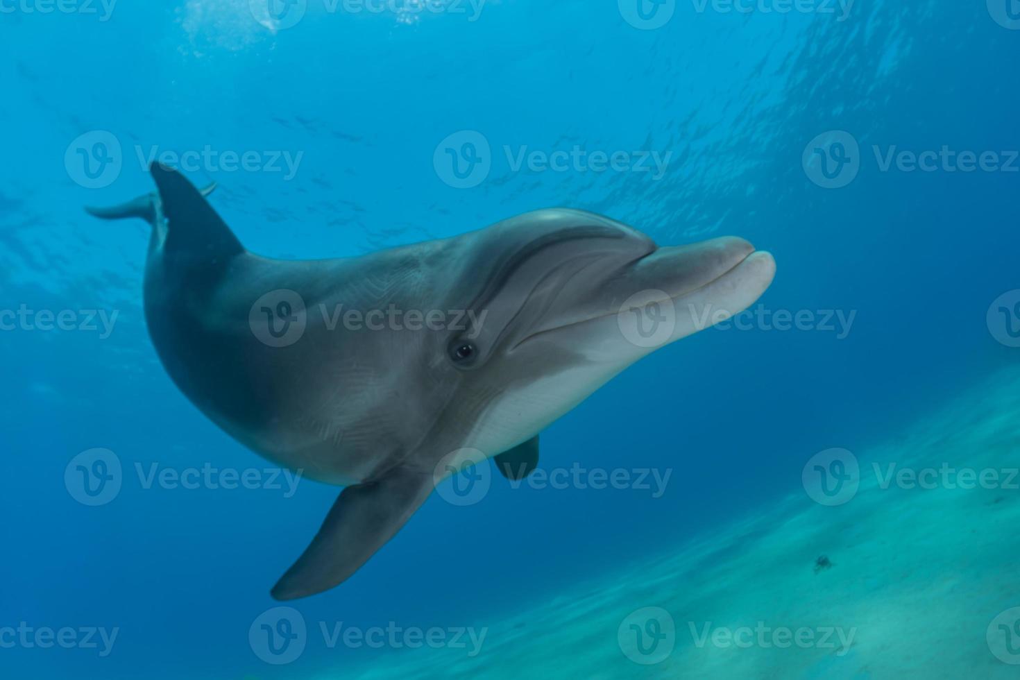 dauphin nageant dans la mer rouge, eilat israël photo