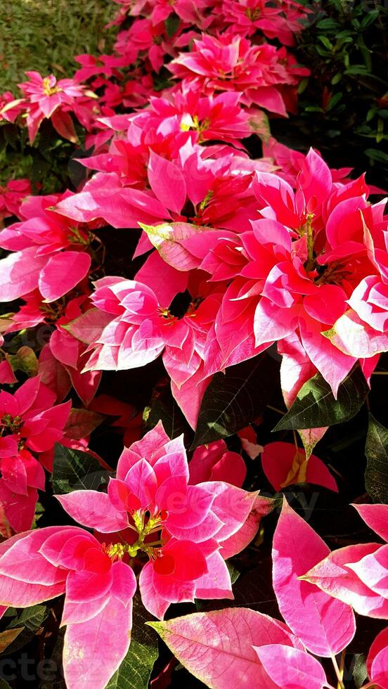 fleur de dianthus dans le jardin photo