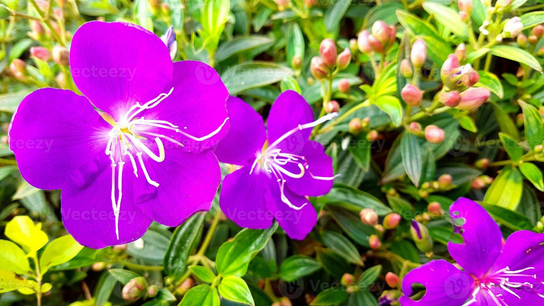 fleur de dianthus dans le jardin photo