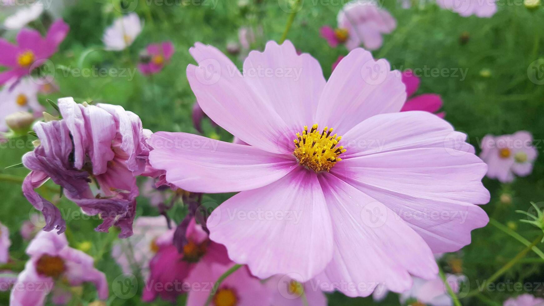 fleur de dianthus dans le jardin photo