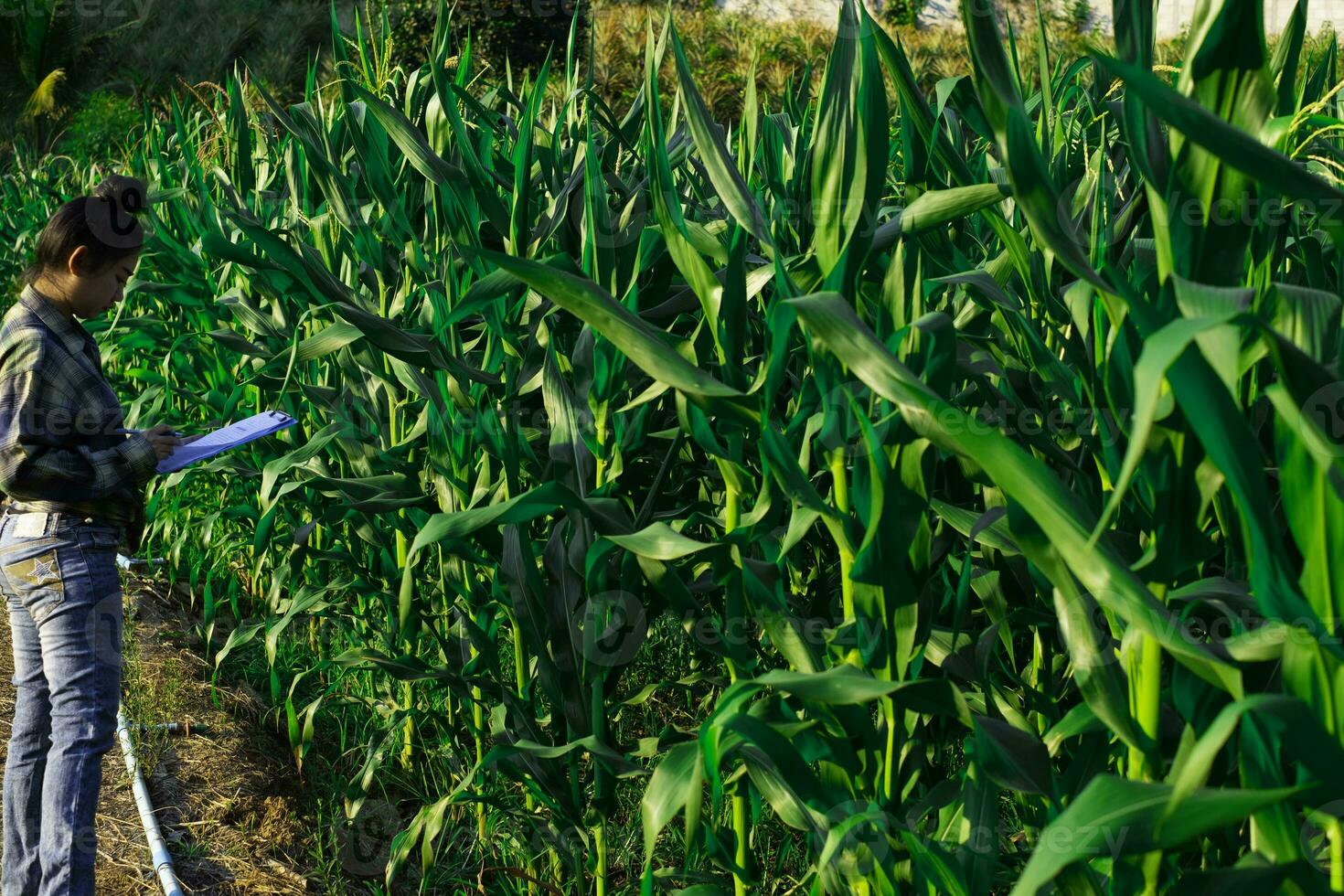 jeune agriculteur observant quelques cartes de maïs en dépôt photo