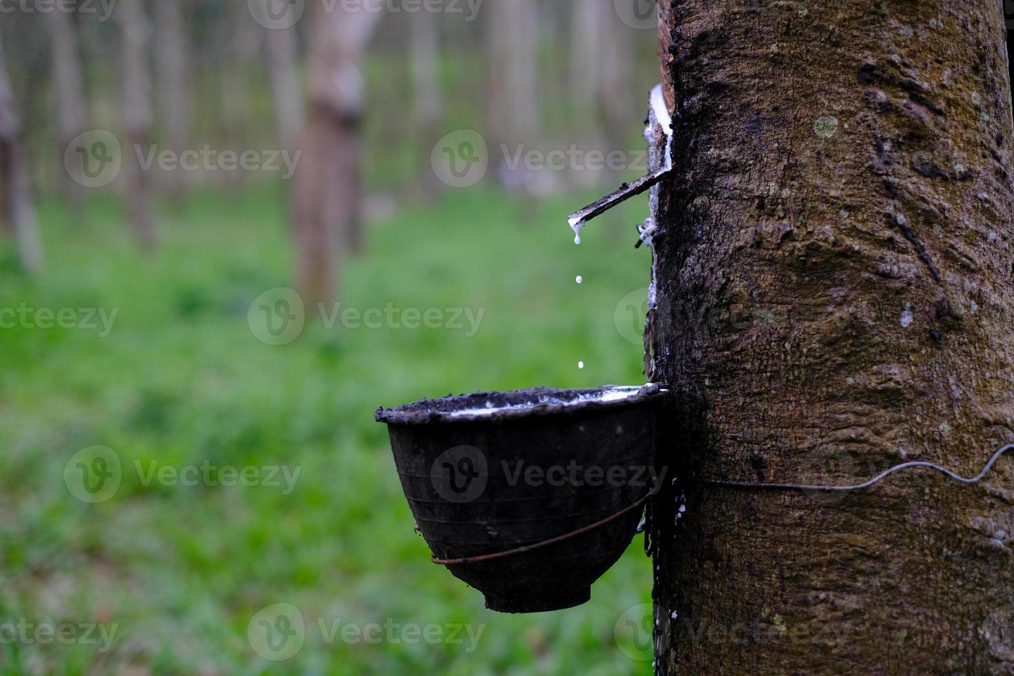 le latex laiteux frais s'écoule dans un bol en plastique de l'arbre à caoutchouc para photo
