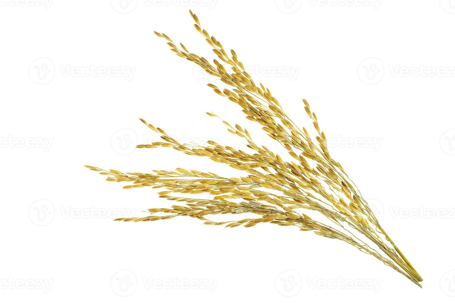 Oreille de riz paddy gluant à fond blanc photo