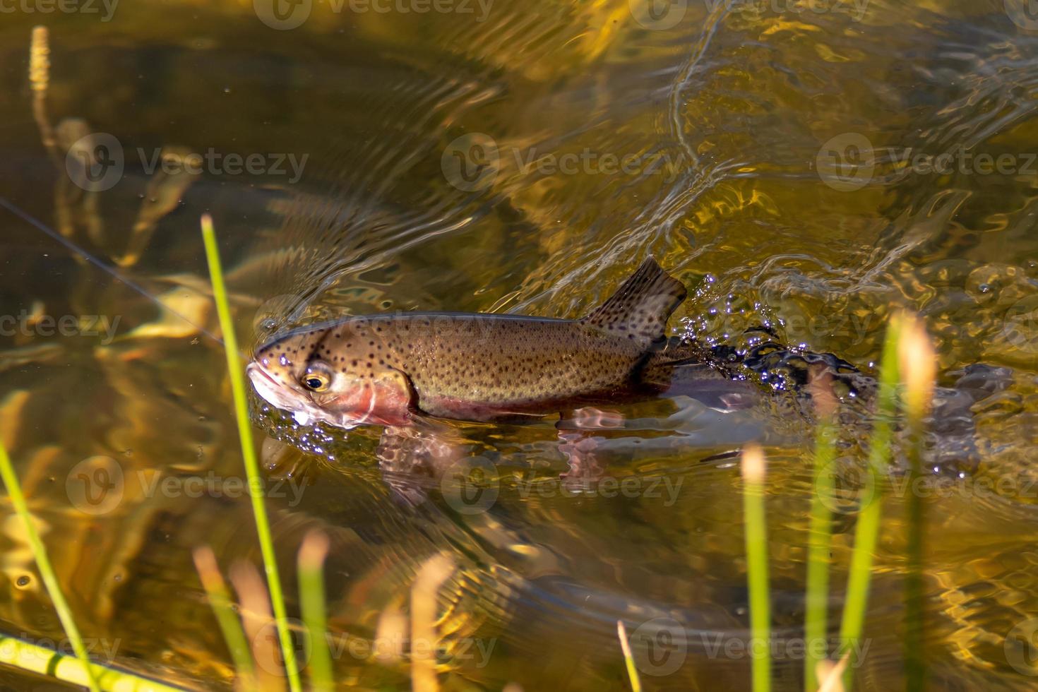 Pêche à la truite dans un petit lac de l'état de Washington photo