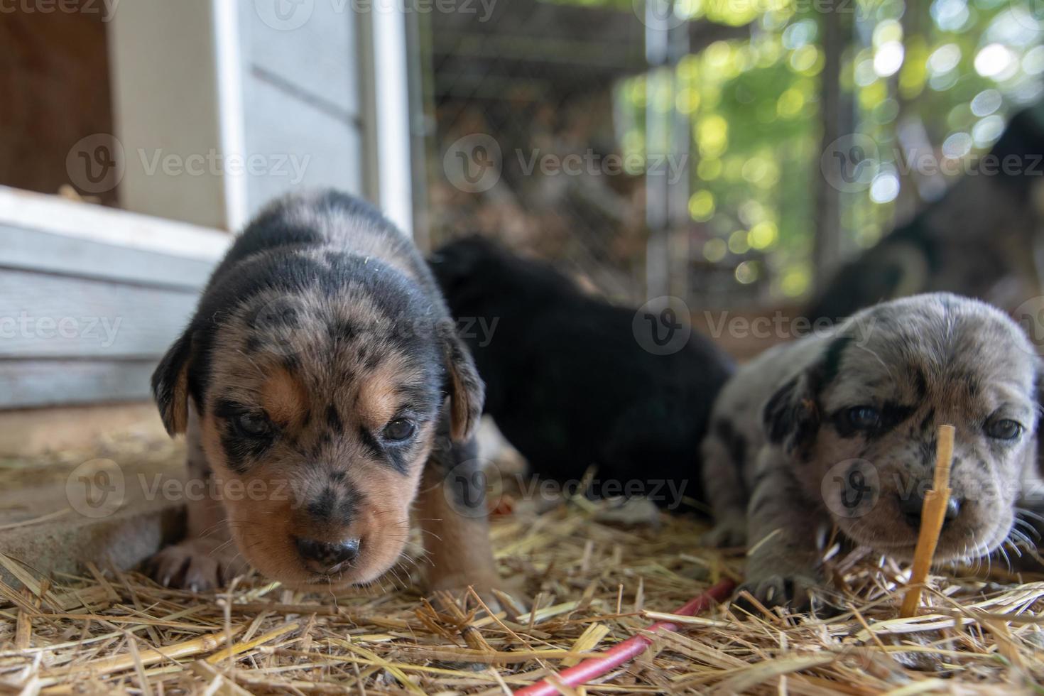 Chiots terrier nouveau-nés d'une semaine parcourant la niche photo