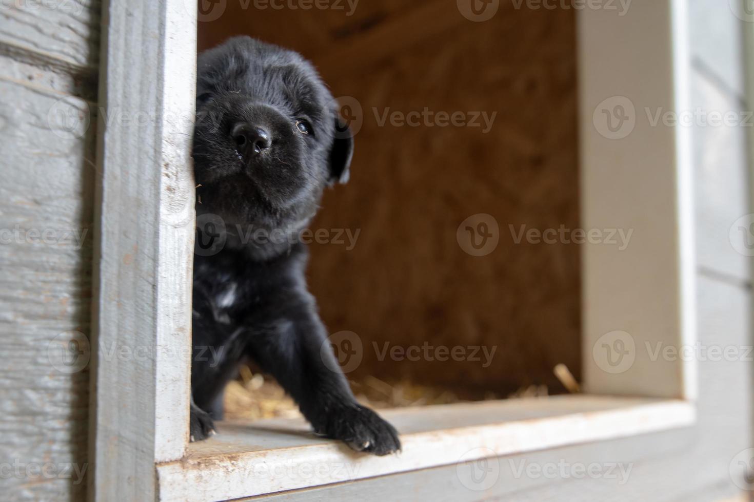 Chiots terrier nouveau-nés d'une semaine parcourant la niche photo