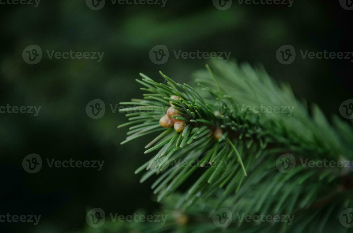 vert Contexte de une épicéa branche avec bourgeons. photo