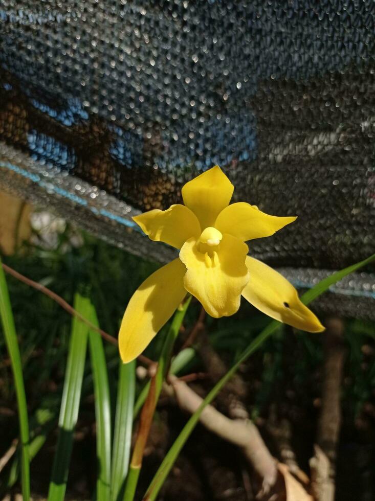 une Jaune orchidée croissance dans le herbe photo