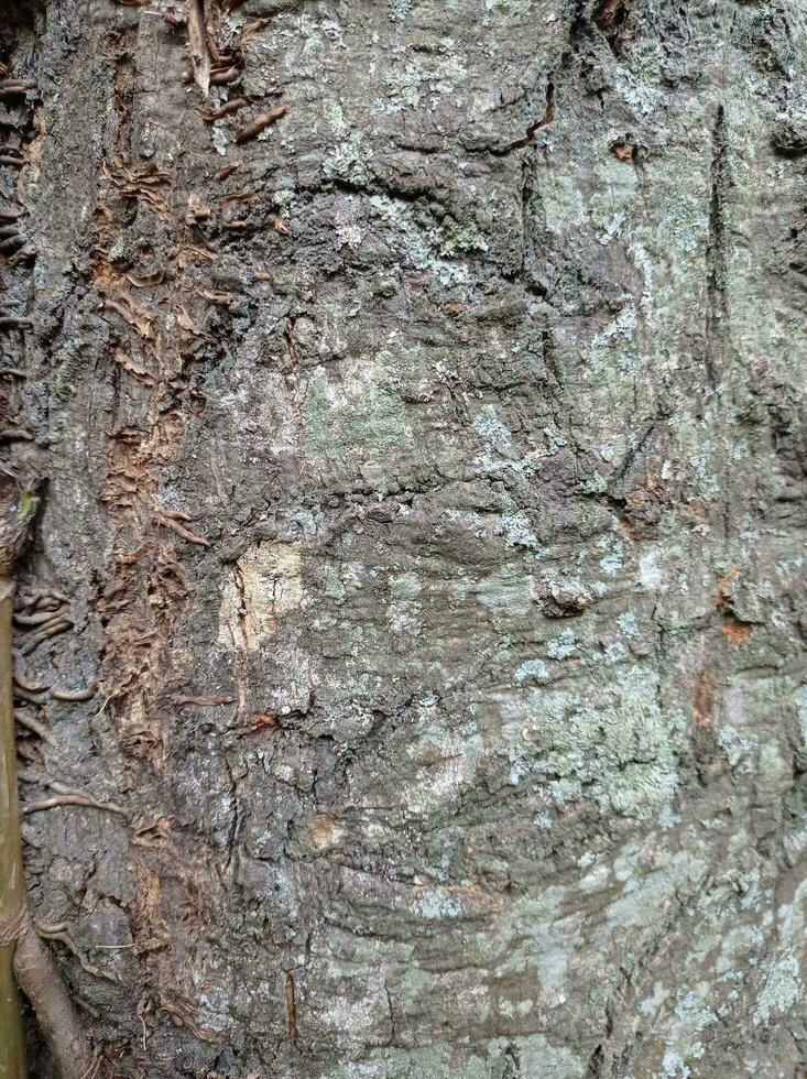 une proche en haut de le écorce de une arbre photo