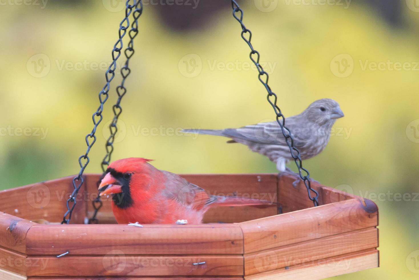 cardinal rouge mangeant à la mangeoire photo