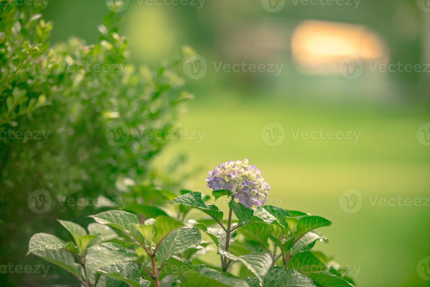 fleurs d'été d'hortensia après la pluie dans le brouillard photo