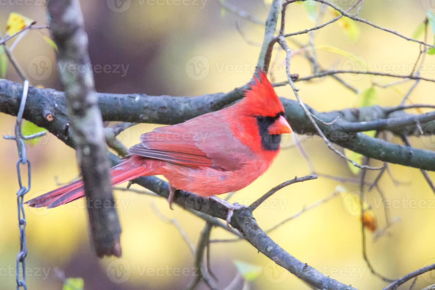 cardinal rouge mangeant à la mangeoire photo