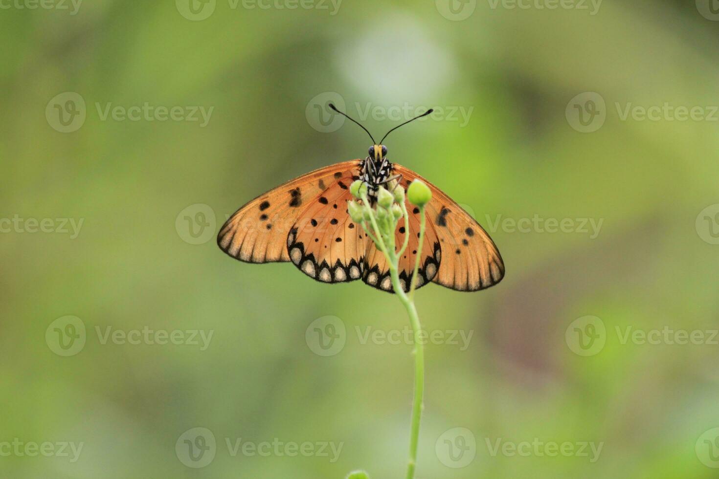 une magnifique papillon perché sur une sauvage plante pendant une très ensoleillé journée photo