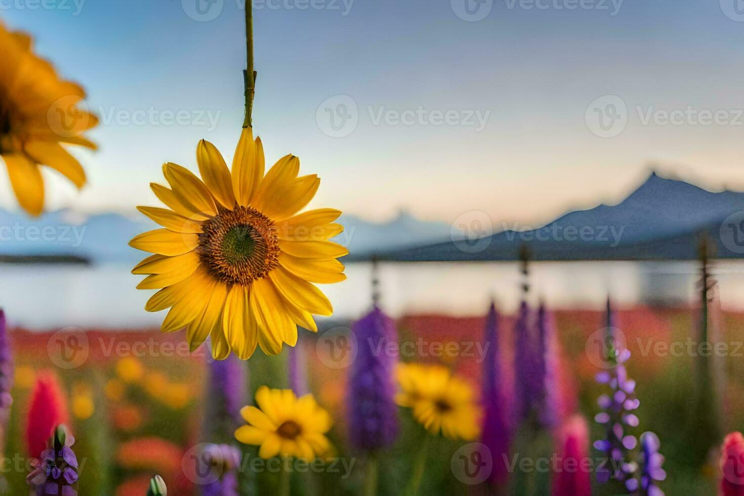tournesol dans le champ, fleurs, montagnes, lac, coucher de soleil, fleurs, nature, h. généré par ai photo