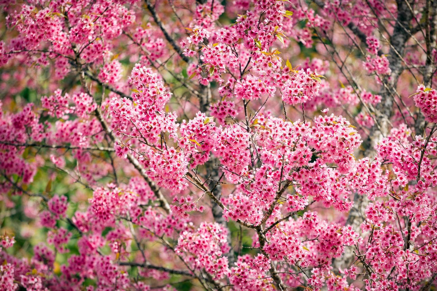 fleurs de sakura roses de thaïlande qui fleurissent en hiver photo