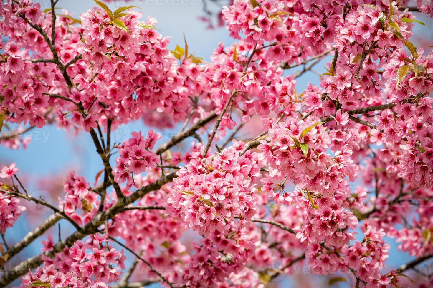 fleurs de sakura roses de thaïlande qui fleurissent en hiver photo