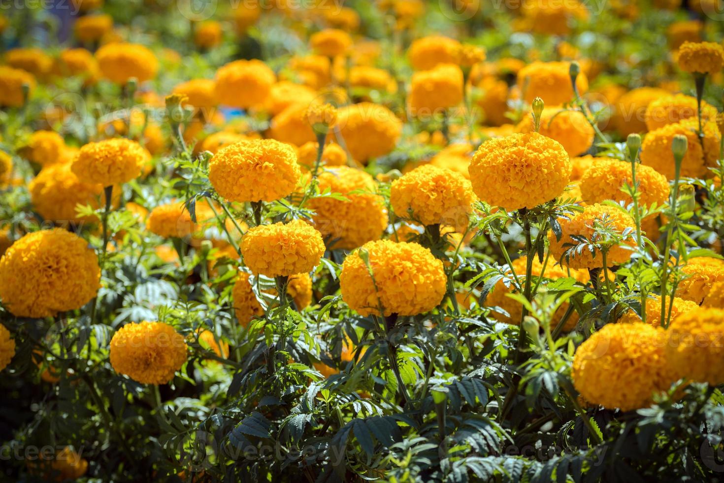 souci jaune dans le jardin avec technique de mise au point sélective photo