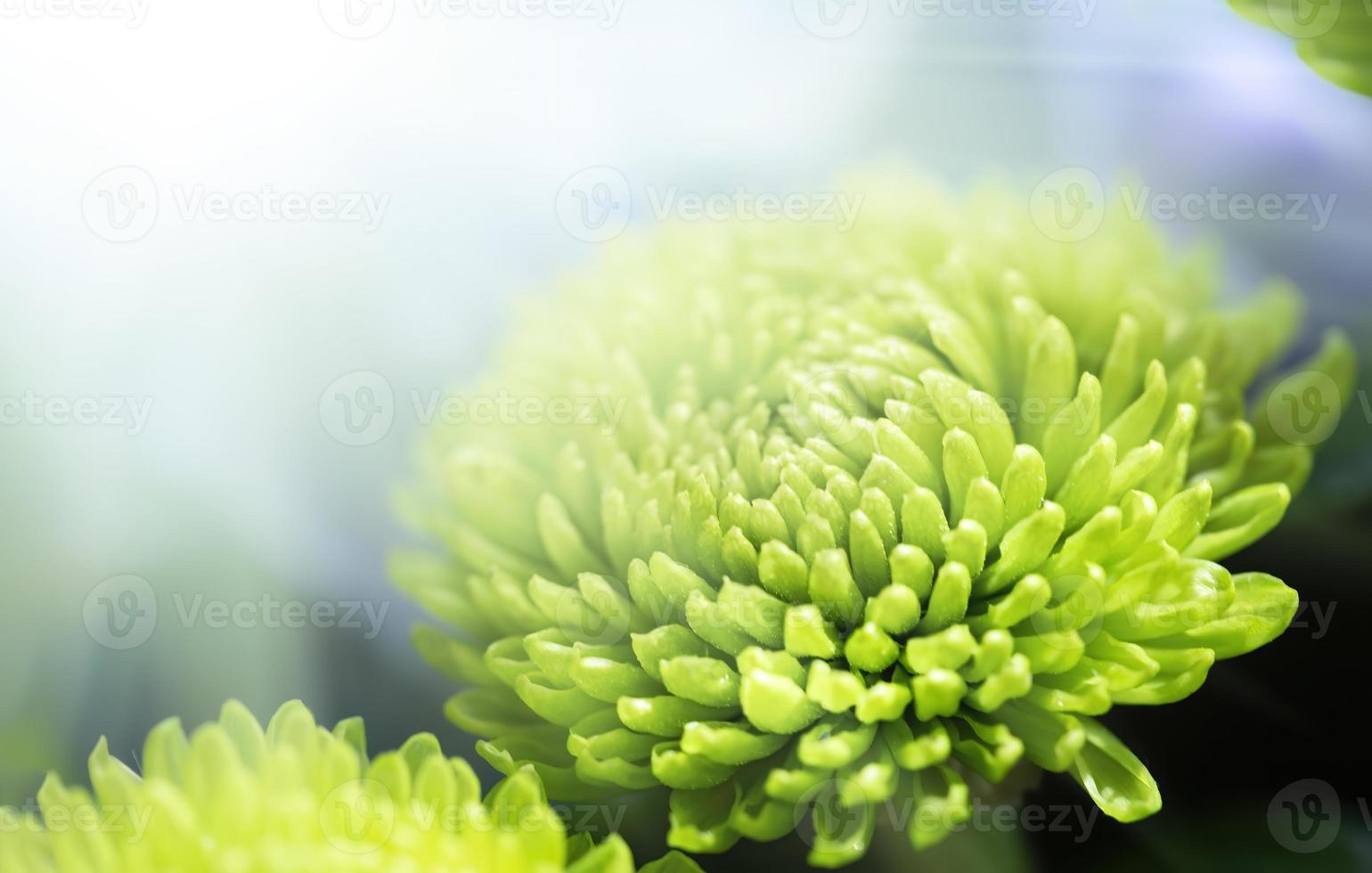 dahlia vert au soleil photo