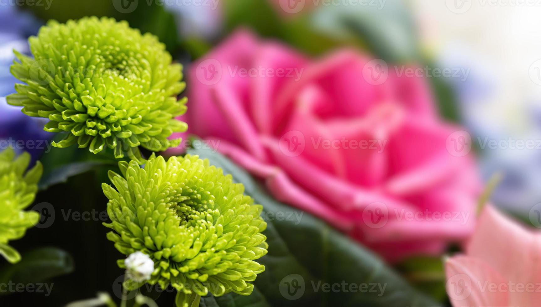 dahlia vert au soleil photo