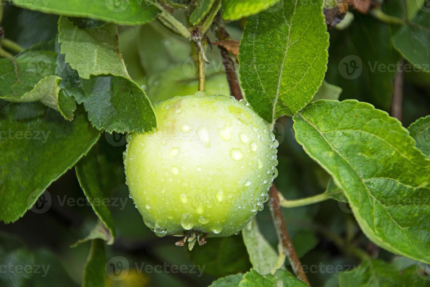 pommes vertes sur un pommier pendant la pluie. les gouttelettes d'eau scintillent photo