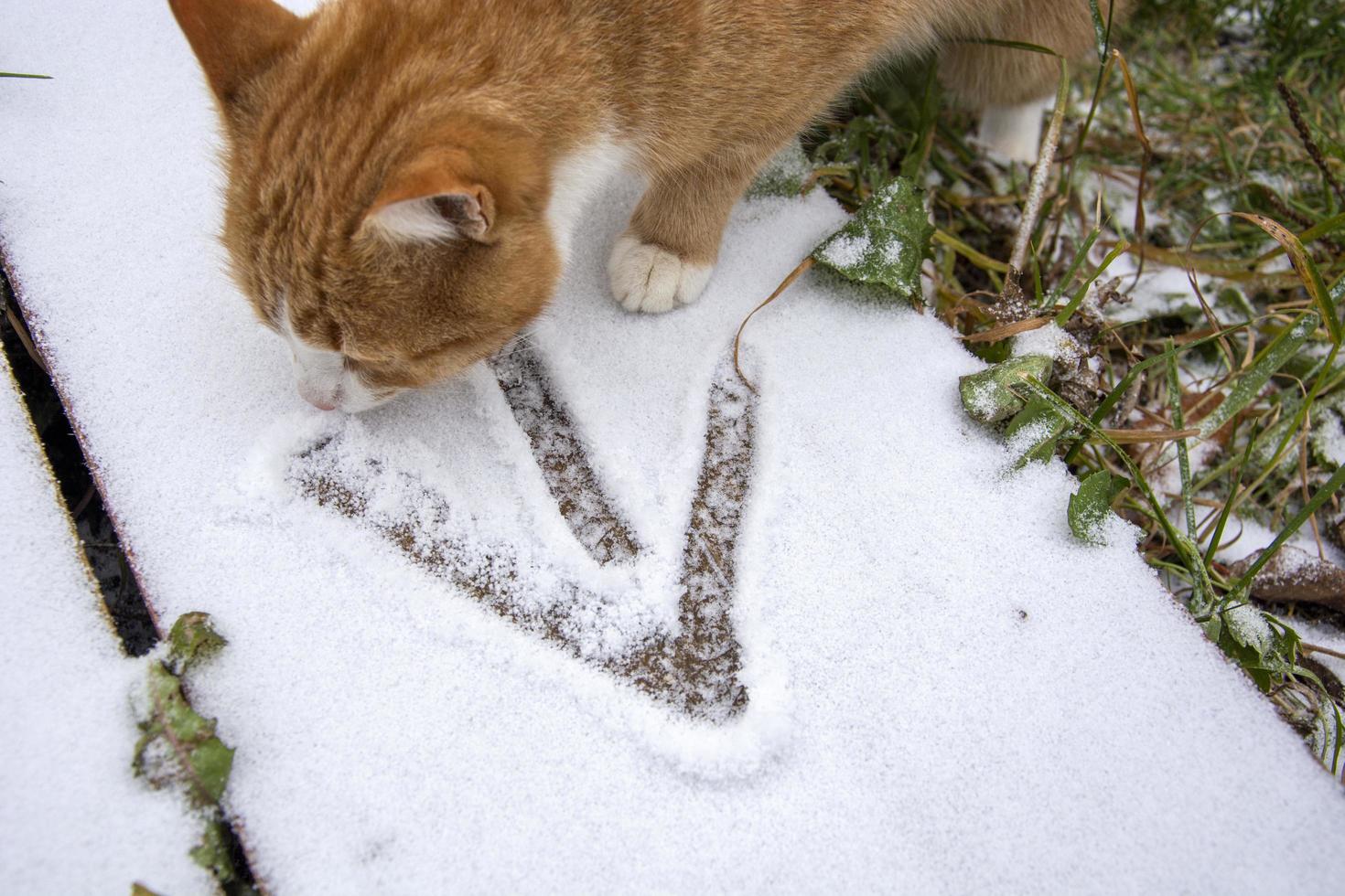 une flèche dessinée dans la neige. aller de l'avant jusqu'à l'icône d'objectif. chat tigré roux photo