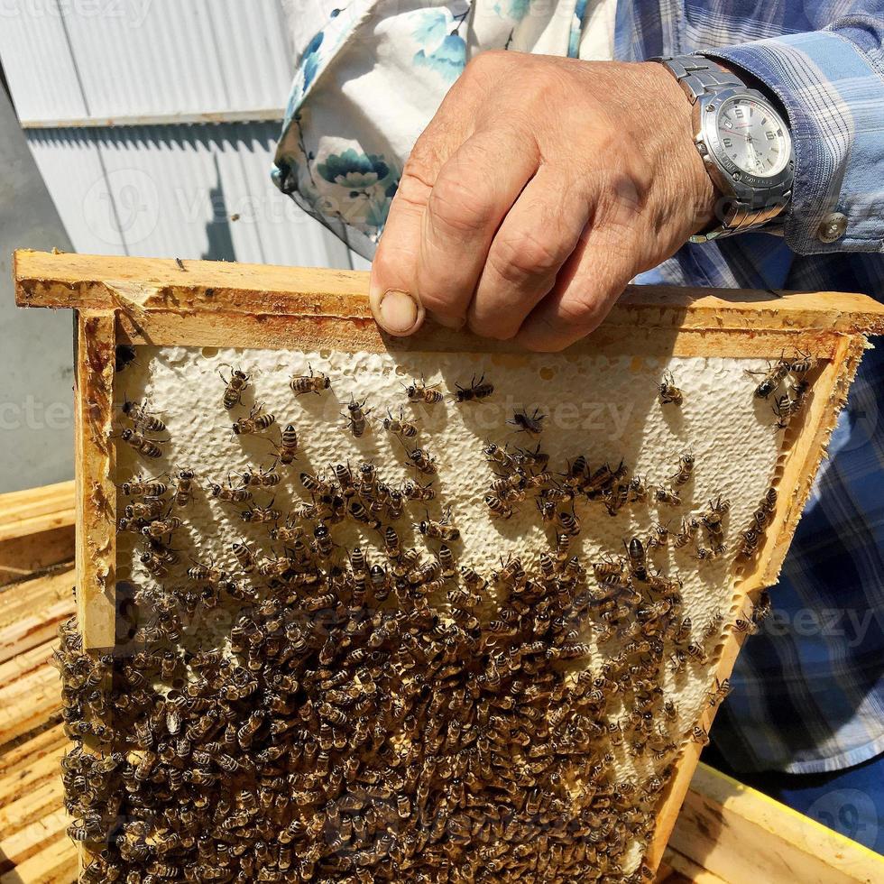 l'abeille ailée vole lentement vers l'apiculteur pour recueillir le nectar photo