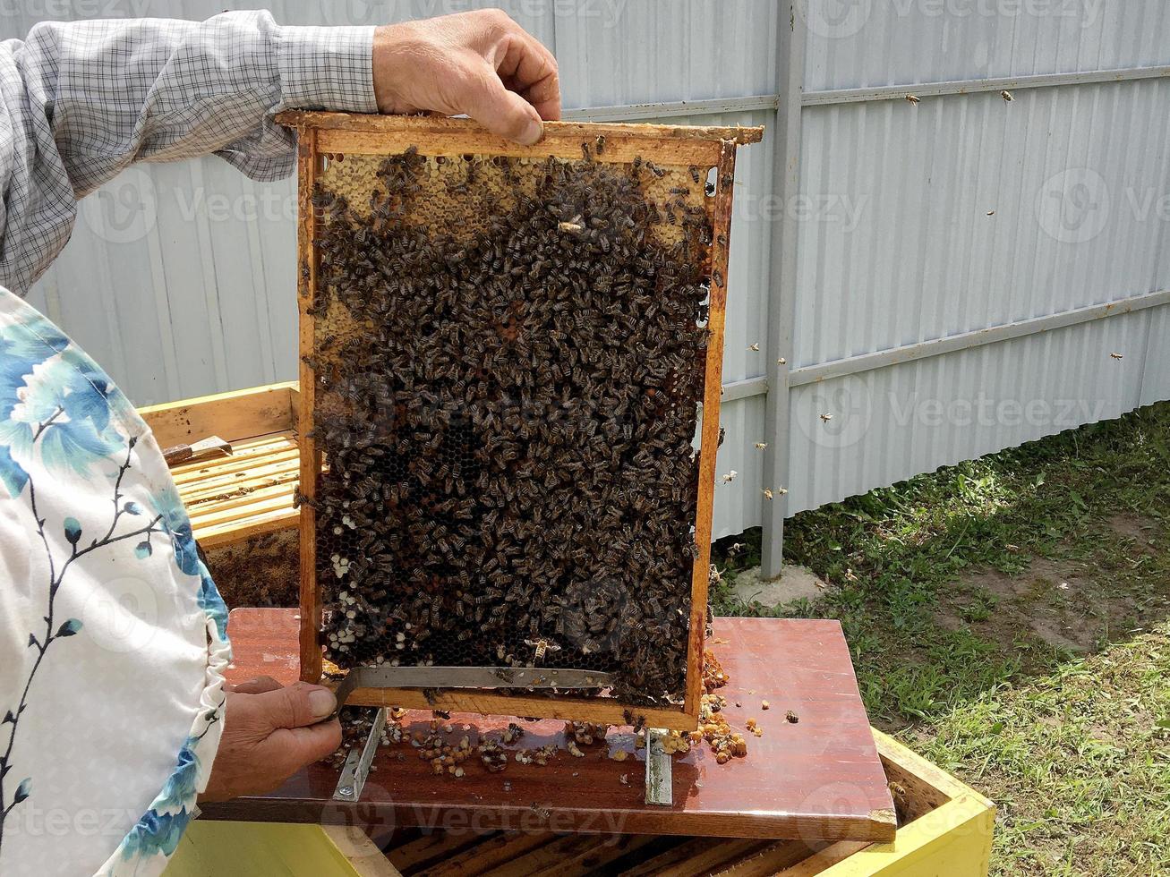 l'abeille ailée vole lentement vers l'apiculteur pour recueillir le nectar photo