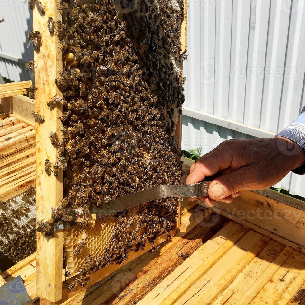 l'abeille ailée vole lentement vers l'apiculteur pour recueillir le nectar photo