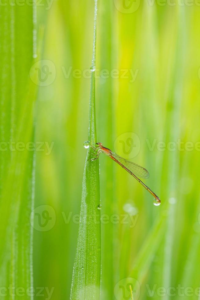 libellule rouge en fond de champ de riz photo