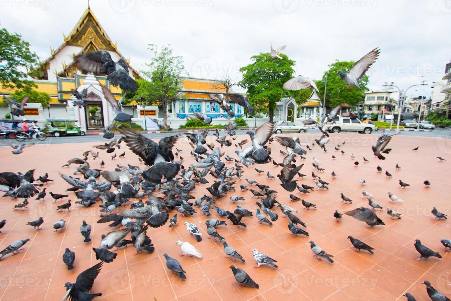 troupeau de pigeons au sol photo